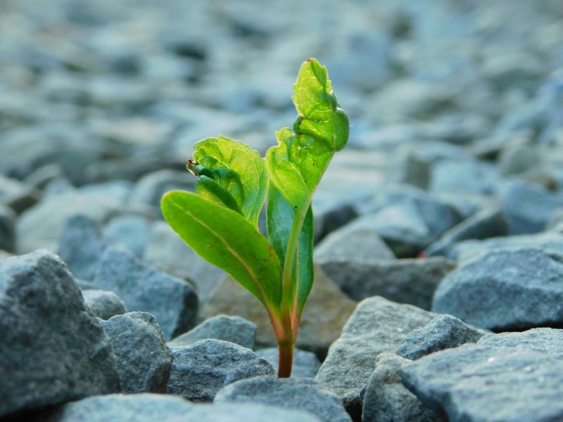 Triumph Over Adversity